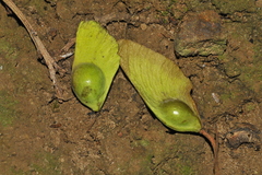 Heritiera papilio